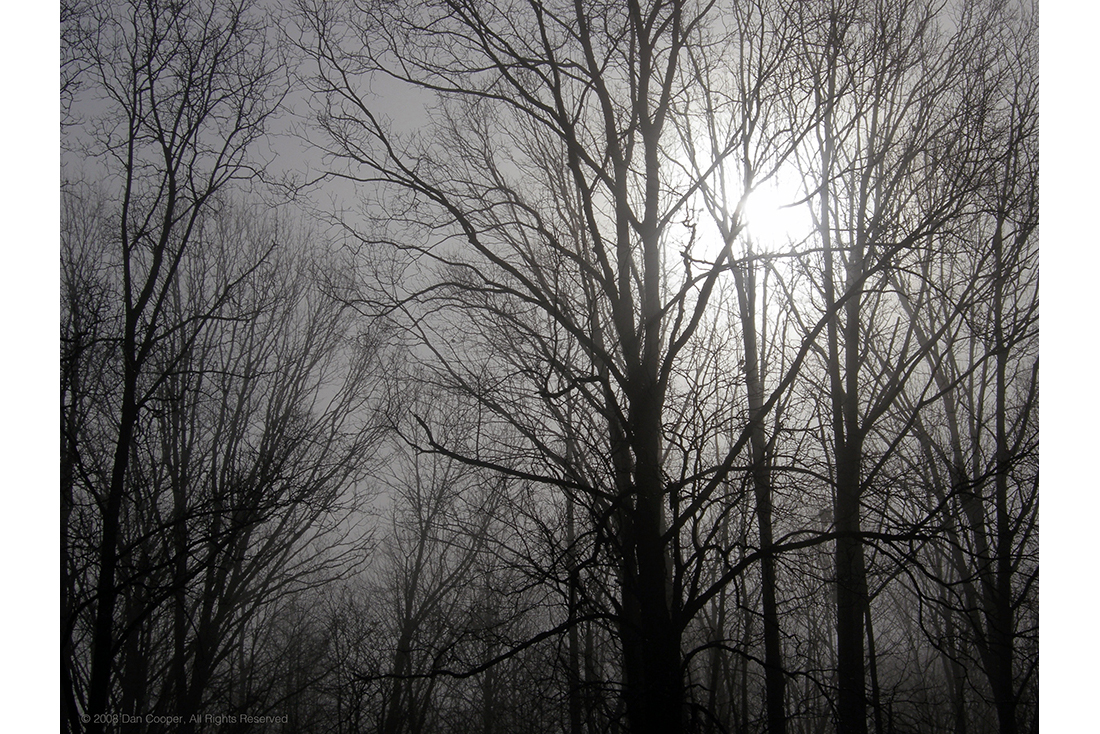 Winter Tree Silhouttes with Hazy Moon